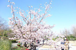 日比谷花壇大船フラワーセンターの桜