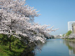 舞鶴公園の桜