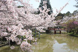 津偕楽公園の桜