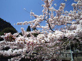 湯の山温泉の桜