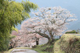 三多気の桜