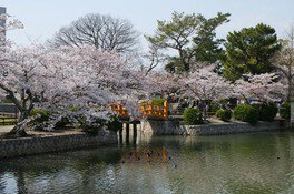 九華公園の桜