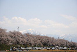 勝山弁天桜(九頭竜河畔の桜)