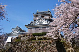 亀山公園の桜(福井県)