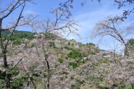 福岡市油山市民の森の桜