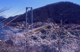 九頭竜湖の桜