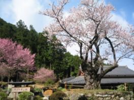 春谷寺エドヒガンザクラ