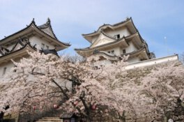 上野公園の桜(三重県)