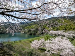 昭和池公園の桜