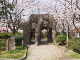 小浜公園の桜