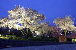 西山公園の桜(福井県)