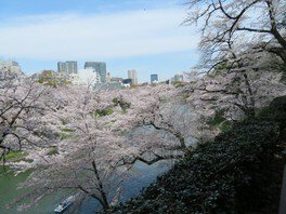 桜の名所、千鳥ヶ淵を見下ろせる