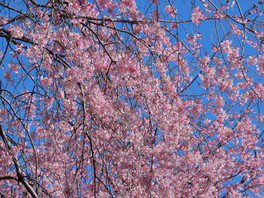 北の丸公園の桜 画像(5/5)