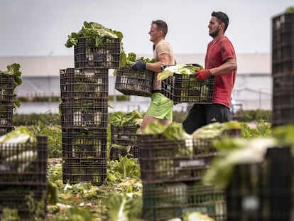 Dos trabajadores inmigrantes recogen coles en una huerta en Valencia.