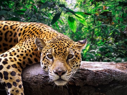 Un jaguar descansando sobre una rama en la selva del Amazonas, en Perú.