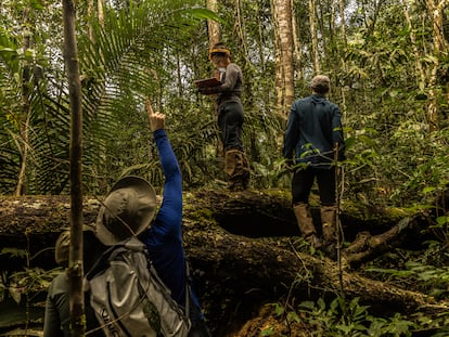 Desde abajo, Adriane Esquivel Muelbert, Evan Gora y Vanessa Rubio investigaban las causas de la muerte de un árbol caído en la reserva Adolpho Ducke, el 15 de mayo cerca de Manaos (Amazonas, Brasil).