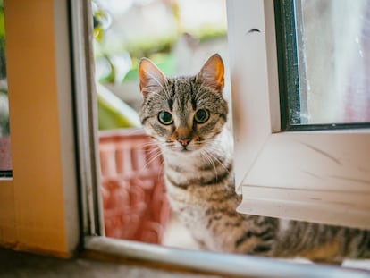 Los expertos apuntan a que el felino es coherente con su naturaleza, tanto cuando está solo como acompañado.