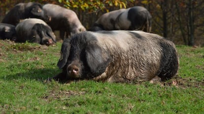 Un ejemplar de cerdo celta con sus características orejas más grandes que las de un cerdo de raza blanca.