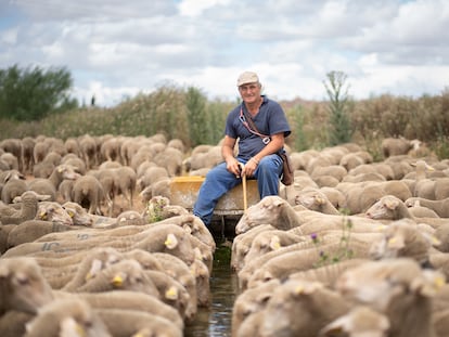 José Manuel Sánchez descansa encima del pilón donde se refrescan las ovejas, en Becilla de Valderaduey (Valladolid).