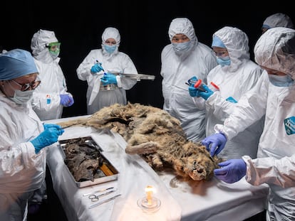 Científicos realizan la autopsia de un antiguo lobo, congelado en el permafrost durante más de 44.000 años y encontrado por los lugareños en Yakutia, en el laboratorio de la Universidad Federal del Noreste en Yakutsk, Rusia 18 de junio 2024.