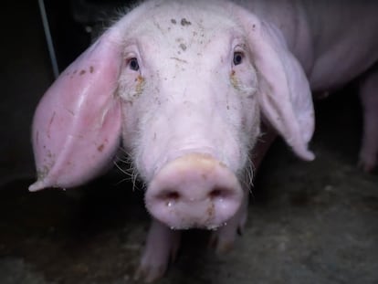 Un cerdo enfermo de la explotación de Domingo del Pozo en Quintanilla del Coco (Burgos).