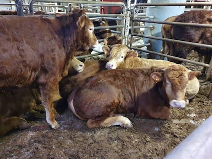 Imagen de las vacas en el barco 'Karim Allah' este jueves.