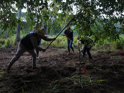 Miembros de la Comisión Nacional de Búsqueda , la FGR y la FGEM en una búsqueda de fosas clandestinas en Michoacán, en agosto de 2020.