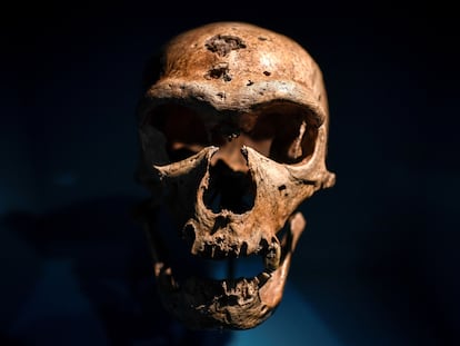 Un cráneo de neandertal expuesto en el Museo del Hombre de París.