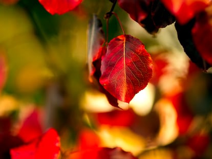 Las hojas del peral de flor se pondrán así de rojas dentro de poco.