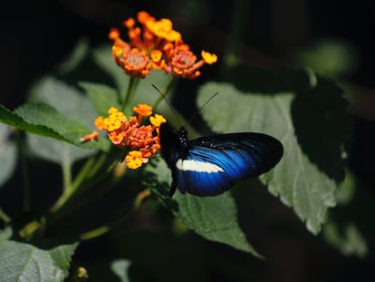 Una mariposa descansa sobre una flor Lantana en el Jardín Botánico de Cali.