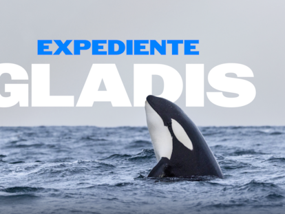 Por qué las orcas golpean los veleros: una moda viral entre las jóvenes