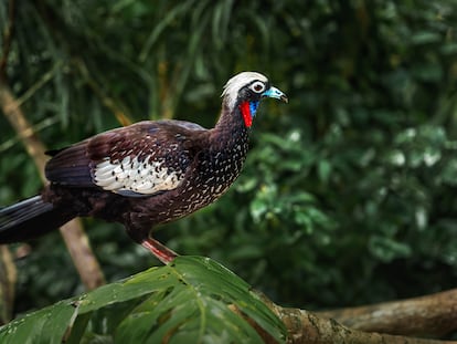 Un ejemplar de pava yacutinga (Pipile jacutinga), ave endémica del sur de Brasil y regiones adyacentes, en peligro de extinción.