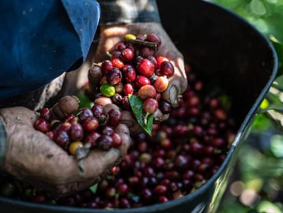 Un trabajador recoge cerezas de café durante la cosecha en Fredonia, en el departamento de Antioquia (Colombia).