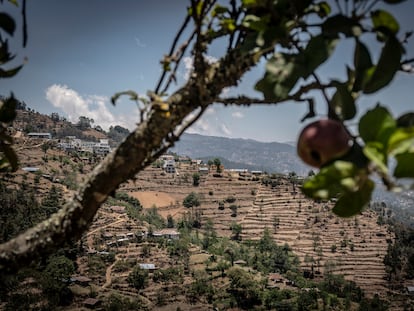 Vista de unos cultivos del Altiplano guatemalteco, con una de las tasas de desnutrición crónica más elevadas de la región.