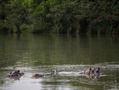 Un grupo de hipopótamos nada en el lago de la Hacienda Nápoles, en Puerto Triunfo (Colombia), en febrero de 2020.