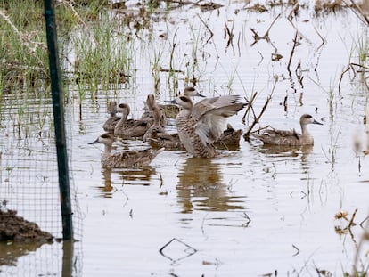 Grupo de cercetas pardillas, el pato más amenazado de Europa, este miércoles en el Brazo del Este, zona limítrofe con Doñana, en la localidad sevillana de Utrera.