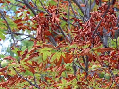 Ejemplares enfermos de castaños de Indias (Aesculus hippocastanum), en la zona del Parque de El Retiro  en Madrid.