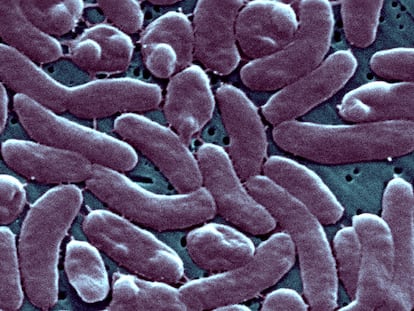 Una semimicrografía electrónica muestra una agrupación de bacterias Vibrio vulnificus, las cuales viven en agua de mar caliente.