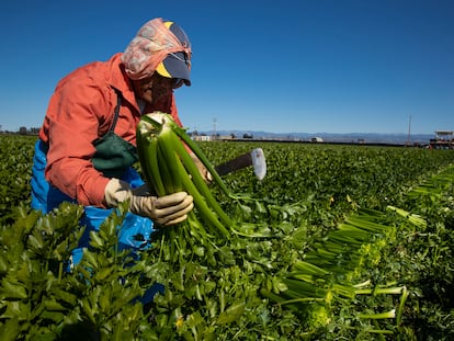 Trabajadores agrícolas cosechan apio en California, en 2020.