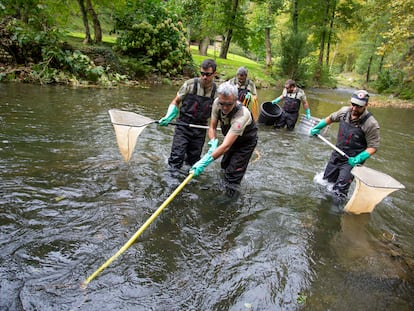 Labores para la recuperación del salmón en el río Bidasoa, a su paso por Navarra.