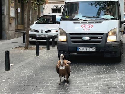 El buitre leonado de seis kilos rescatado este miércoles en el barrio de Malasaña, en pleno centro de Madrid.