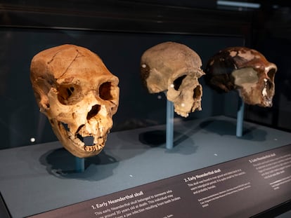 Cráneos de neandertales en la exhibición sobre la evolución humana en el Museo de Historia Natural de Londres.