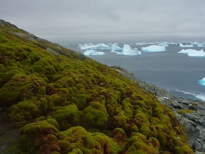 Vegetación en la isla Verde, en la península antártica.