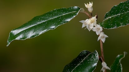 El eleagno tiene flores blanquecinas.