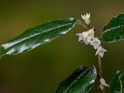 El eleagno tiene unas pequeñas flores blanquecinas muy aromáticas.