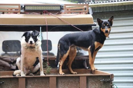 Is it illegal to have a dog in the back of my ute?