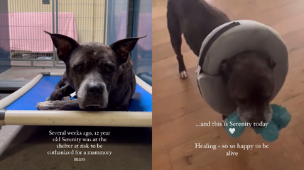 Heroes Rescue 12-Year-Old Dog From Euthanasia—But Then They Make a Heartbreaking Discovery