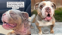 Overcrowded Shelters Almost Cost Her Life—How One Bulldog Beat the Odds Thanks to a Heroic Rescue