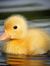 Duckling