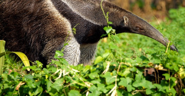 South America's Weirdest Animals